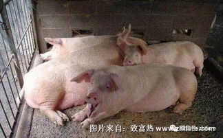 自繁自养猪场保健，打造绿色健康养殖新模式