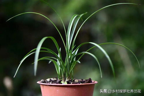 蝴蝶兰的种植技巧