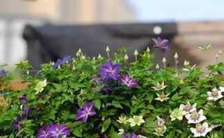 铁线莲：茎像铁丝一样结实 花朵精致