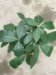 发财树烂根烂皮？及时修剪