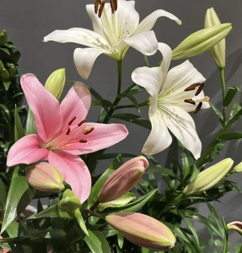 百合花种植适合哪种花盆？陶瓷花盆、塑料花盆还是木质花盆更美观