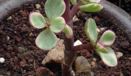 土壤选择与处理