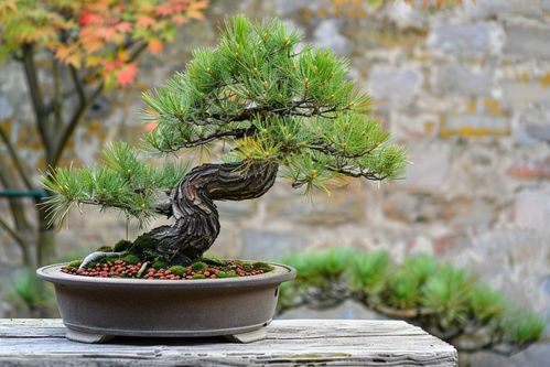 松树造型，用心蕞重要