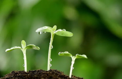 车前籽发芽的秘密：揭秘播种时间与地域差异