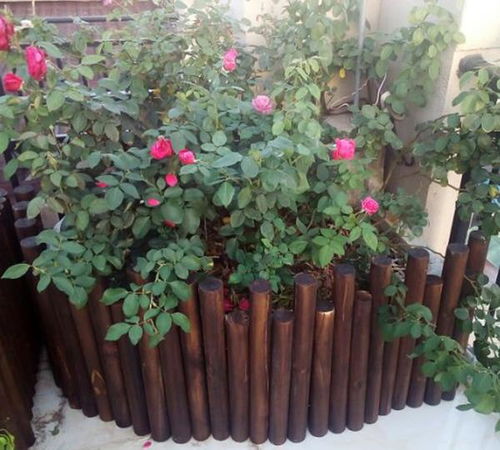 柳叶椒草修剪技巧：打造精致爆款盆栽，轻松养出美株！