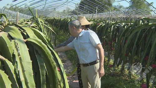 云南盐津县泥鳅养殖基地，长势喜人