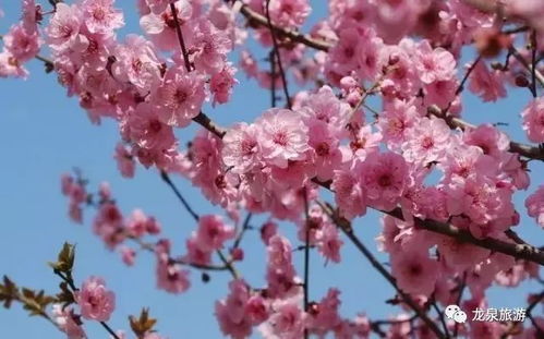 春天赏花攻略：樱花、桃花、梨花竞相绽放