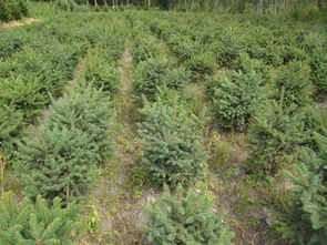 哈尔滨苗木基地的五彩缤纷