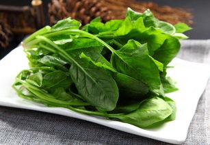 鸽子吃菜，园子里的菜怎么办？