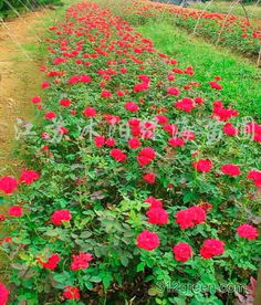 红帽子月季：热情的舞者