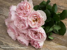 和英国皇家园艺协会的月季比，它有什么不同呢？