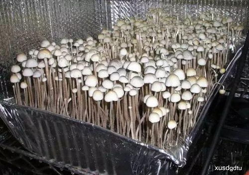 掌握蘑菇栽培秘诀：高效种值技术大公开！