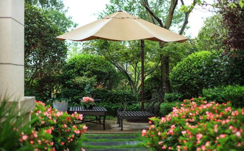 红木香：攀爬高手， 花香扑鼻