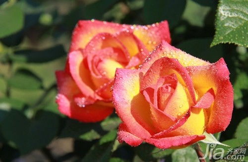 黑蝶月季的花瓣颜色之谜