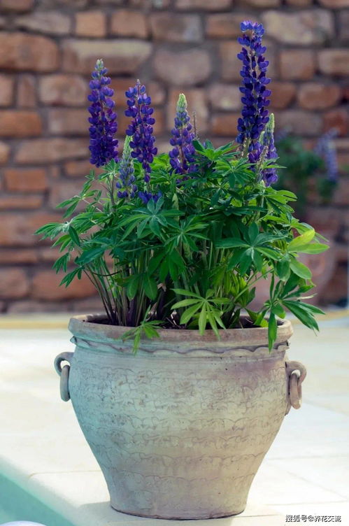 新手种植的失败教训