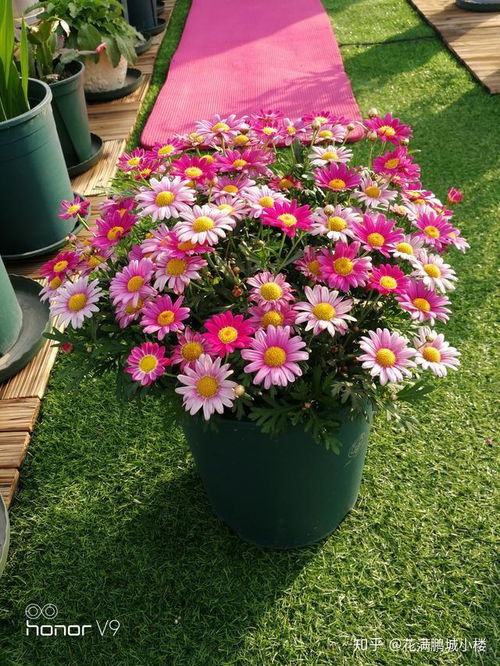 耐寒花卉：花谢后 剪掉花头，等待球根长胖