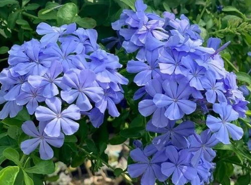 五星花花期特点与生长规律探究