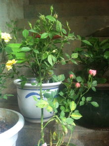 月季花苞发黄掉落的原因大揭秘！