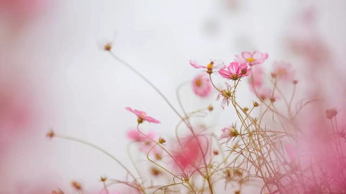 平凡之花，绽放尘世