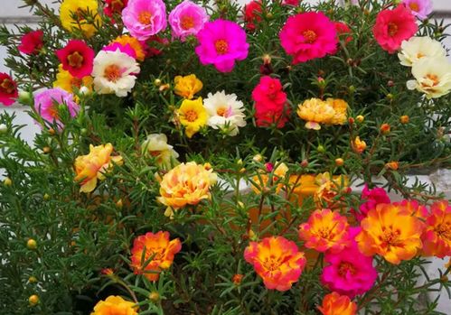 别迷信催花偏方， 靠谱方法才管用