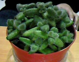 选植物， 就像选朋友