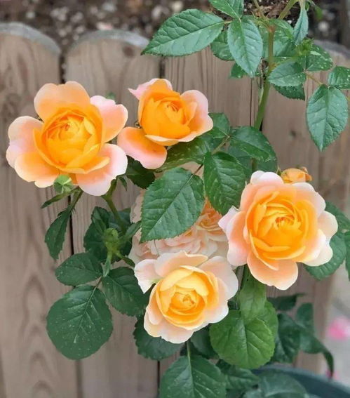 防范病虫害， 杀菌消毒不可少