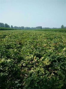 防冻害的小窍门