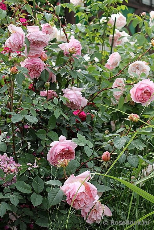 温度临界点，月季的生长守护