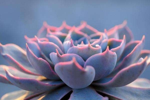 蓝石莲的交易榜单及保障榜单：