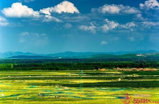 高山湿地苜蓿：高寒地带的绿色明珠