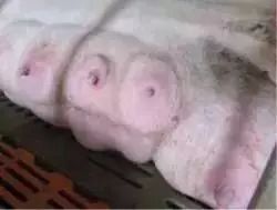 夏季母猪奶水骤降、乳房黑圈、仔猪额头脏怎么办？