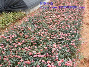 大花月季小苗， 批发价格面议