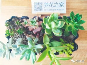 凤梨花每天浇水几点最合适？如何正确浇水避免根部腐烂