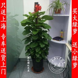 花卉租摆，按面积收费