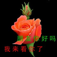 香港澳门标志花图片，想找这些美图