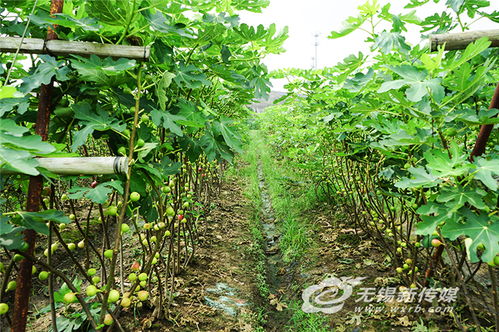 无花果剪枝时间及技巧，助力丰收