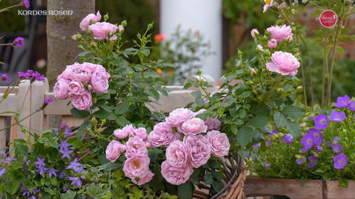 北方寒冷地区月季种植指南：海洋之心、诺蒂卡、娜乌提卡哪家强？