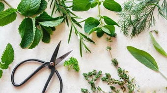 香草， 不只是调味料，梗是心灵疗愈