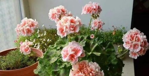 邻居李姐的养护经验