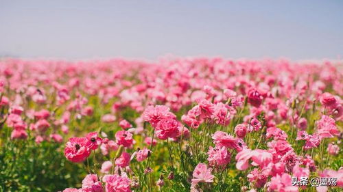 揭秘：情侣间最浪漫的花卉选择，代表思念的花种大公开！