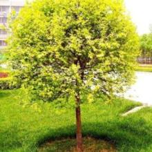 选择金叶榆球， 注意这些细节