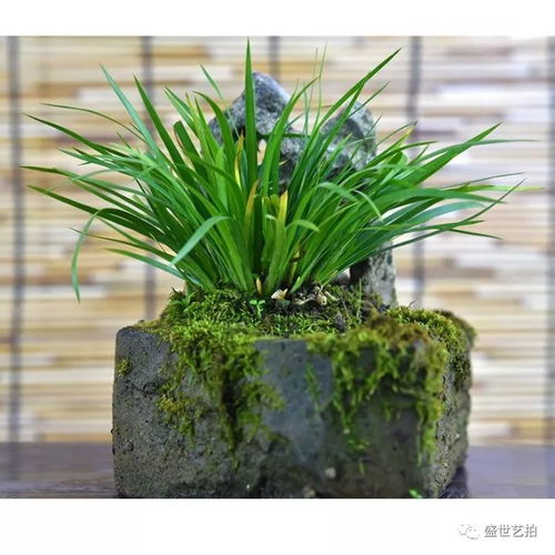 “养好菖蒲，旺盛生长秘诀！”