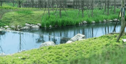 1. 吸收净化类植物