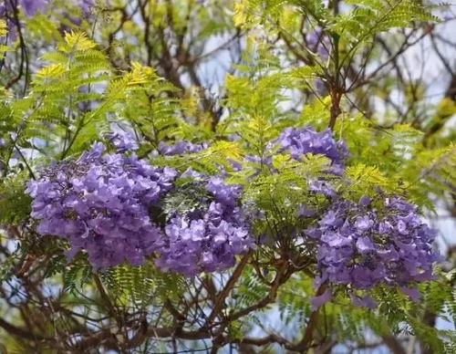 花朵颜色为啥那么亮