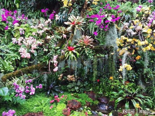 锦葵科五大珍奇植物，探寻其独特之美