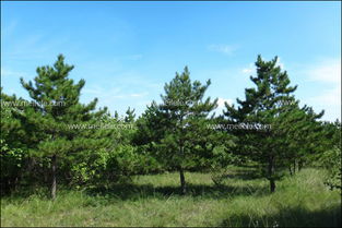 油松木家具的魅力