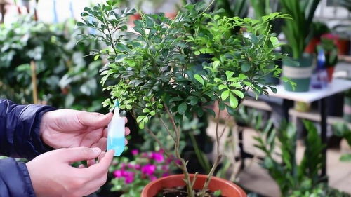 再来 咱们得关注一下花朵