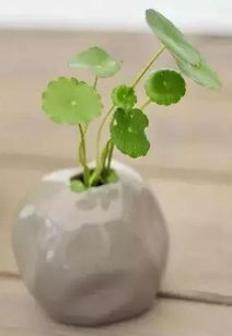 铜钱草摆放风水有讲究，这样做让你财运滚滚来