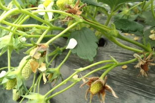 异菌脲， 对抗灰霉病的武器