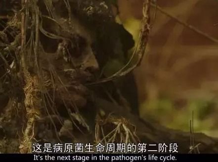 “单相思之花，爱的凋零